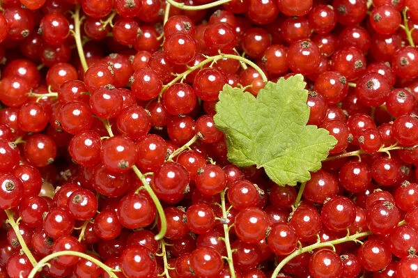 Red Currants -Ribes rubrum- with a leaf