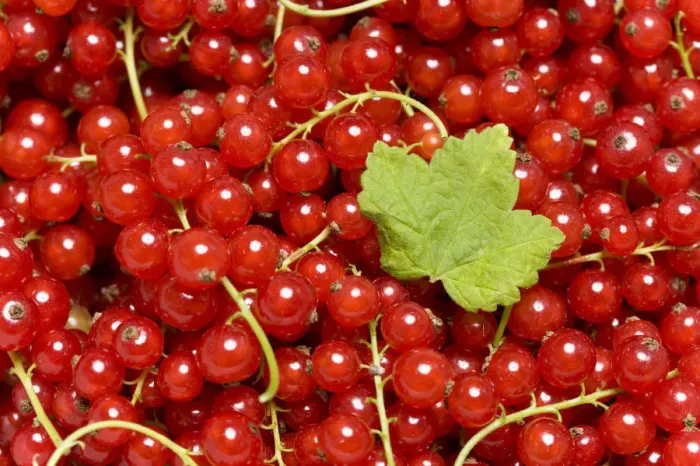Framed Print : Red Currants -Ribes rubrum- with a leaf