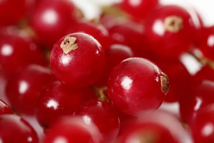 Framed Print : Red currants -Ribes-, detail view