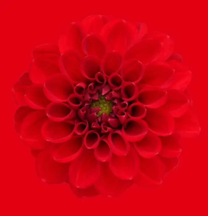 Framed Print : Red Dahlia