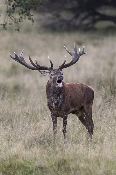 Red Deer -Cervus elaphus-, bellowing stag, Klampenborg, Copenhagen, Denmark