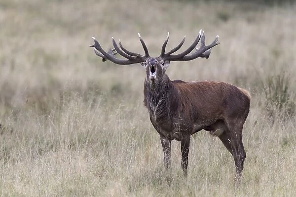 Red Deer -Cervus elaphus-, bellowing stag, Klampenborg, Copenhagen, Denmark