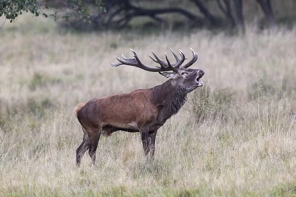 Red Deer -Cervus elaphus-, bugling stag in rut, Copenhagen, Denmark