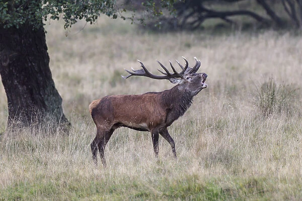 Red Deer -Cervus elaphus-, bugling stag in rut, Copenhagen, Denmark