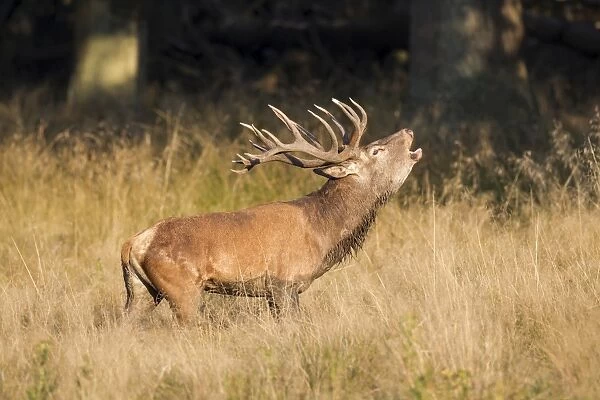 Red Deer -Cervus elaphus-, bugling stag in the rut, captive, Copenhagen, Denmark