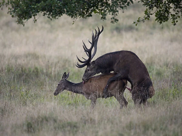 Red Deer -Cervus elaphus-, couple mating, Copenhagen, Denmark