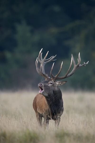 Red Deer -Cervus elaphus-, deer rut, Copenhagen, Denmark
