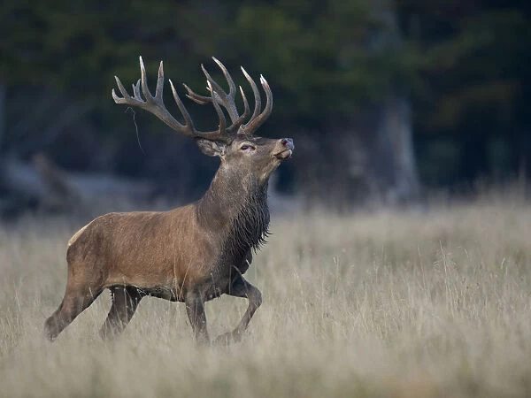 Red Deer -Cervus elaphus-, deer rut, Copenhagen, Denmark