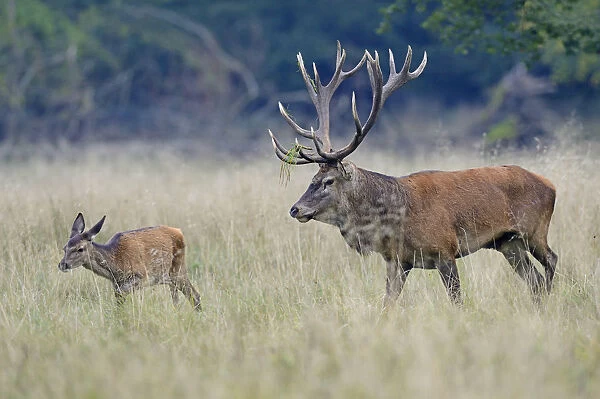 Red Deer -Cervus elaphus-, Denmark