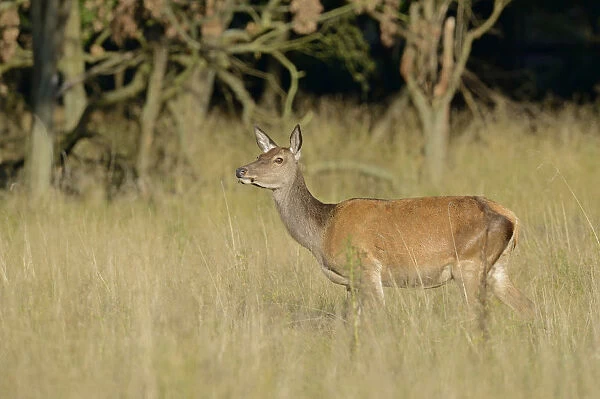 Red Deer -Cervus elaphus-, doe, Denmark