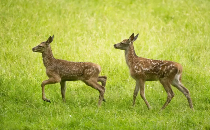 Framed Print : Red Deer -Cervus elaphus-, two fawns in a meadow, captive, Bavaria, Germany Framed Print : Red Deer -Cervus elaphus-, two fawns in a meadow, captive, Bavaria, Germany