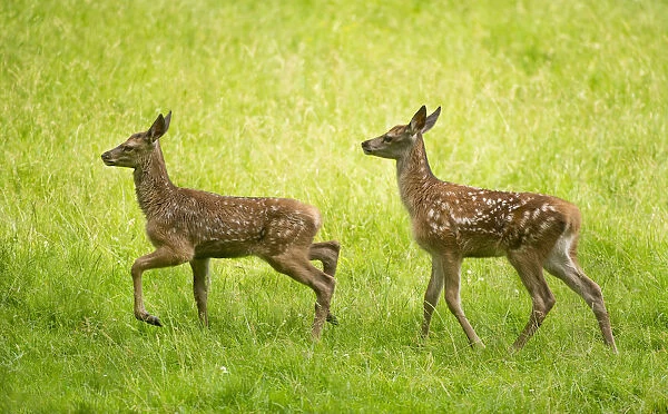 Red Deer -Cervus elaphus-, two fawns in a meadow, captive, Bavaria, Germany