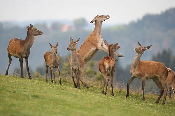 Red deer (Cervus elaphus), fighting hinds, Allgaeu, Bavaria, Germany, Europe