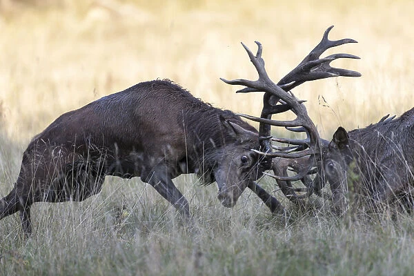 Red Deer -Cervus elaphus-, fighting stags, Copenhagen, Denmark