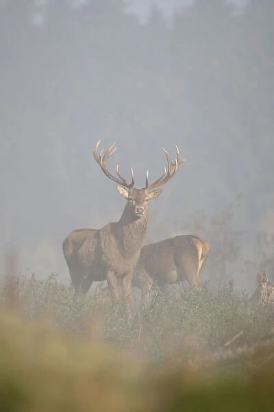Red Deer -Cervus elaphus- in fog, Unterallgaeu, Allgaeu, Bavaria, Germany, Europe