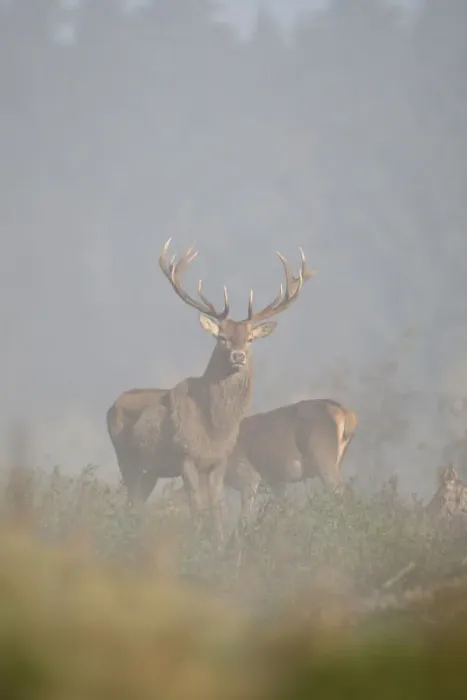 Framed Print : Red Deer -Cervus elaphus- in fog, Unterallgaeu, Allgaeu, Bavaria, Germany, Europe Framed Print : Red Deer -Cervus elaphus- in fog, Unterallgaeu, Allgaeu, Bavaria, Germany, Europe