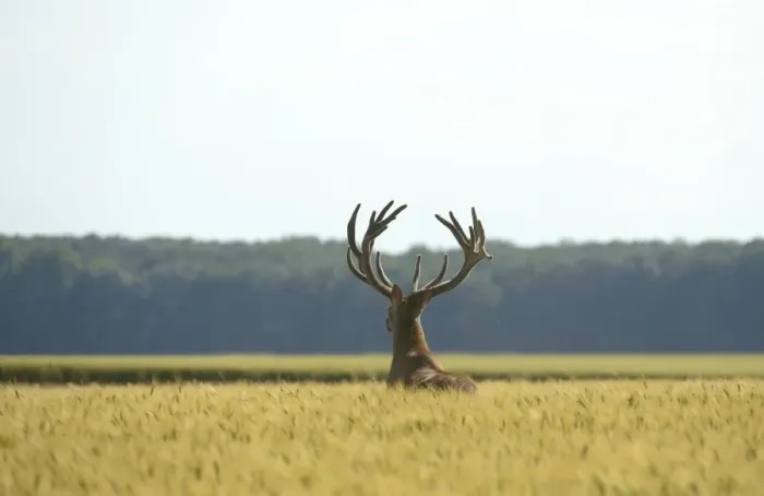 Framed Print : Red Deer -Cervus elaphus- in a grain field, Lower Austria, Austria Framed Print : Red Deer -Cervus elaphus- in a grain field, Lower Austria, Austria