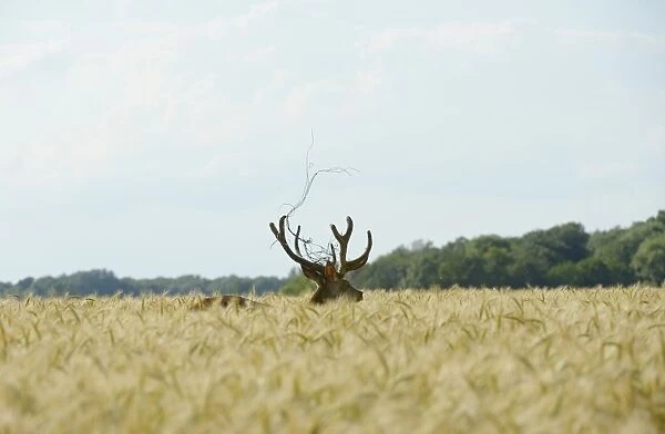 Red Deer -Cervus elaphus- in a grain field, part of a fence in its antlers, Lower Austria, Austria