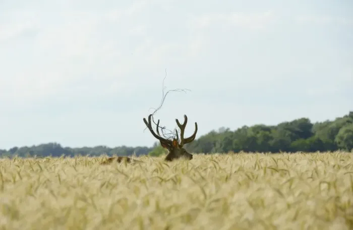 Framed Print : Red Deer -Cervus elaphus- in a grain field, part of a fence in its antlers, Lower Austria, Austria Framed Print : Red Deer -Cervus elaphus- in a grain field, part of a fence in its antlers, Lower Austria, Austria