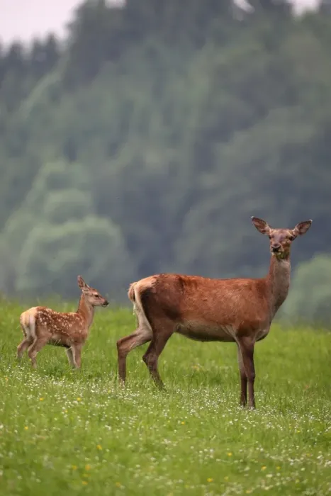 Framed Print : Red deer (Cervus elaphus) hind and calf, 10 days old, on a mountain meadow, Allgaeu, Bavaria, Germany, Europe Framed Print : Red deer (Cervus elaphus) hind and calf, 10 days old, on a mountain meadow, Allgaeu, Bavaria, Germany, Europe