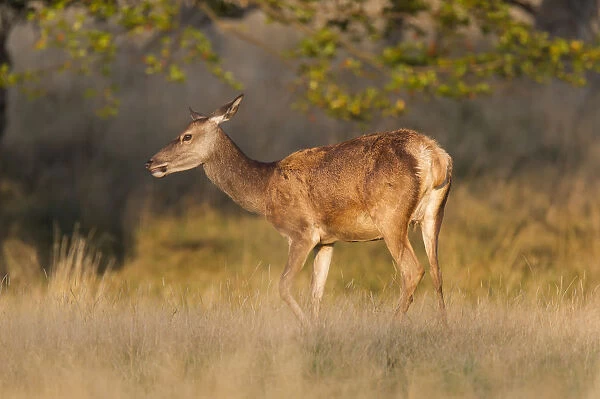 Red Deer -Cervus elaphus-, hind, Klampenborg, Copenhagen, Denmark