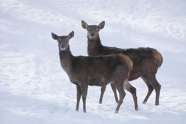 Red Deer -Cervus elaphus-, hinds with a winter coat standing in the snow, captive, Bavaria, Germany