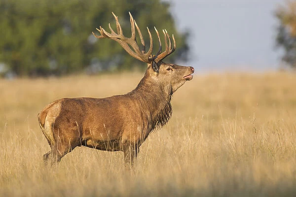 Red Deer -Cervus elaphus-, Klampenborg, Copenhagen, Denmark
