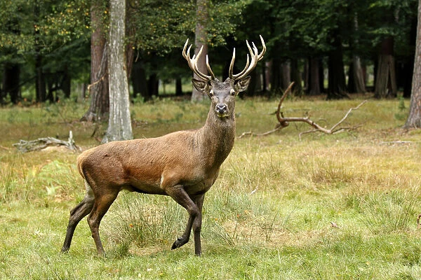 Red Deer -Cervus elaphus-, male, adult, during the rut, captive, Hanau, Hesse, Germany