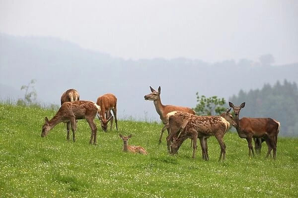 Red deer (Cervus elaphus) in the rain, with lying calf, on a mountain meadow, Allgaeu, Bavaria, Germany, Europe