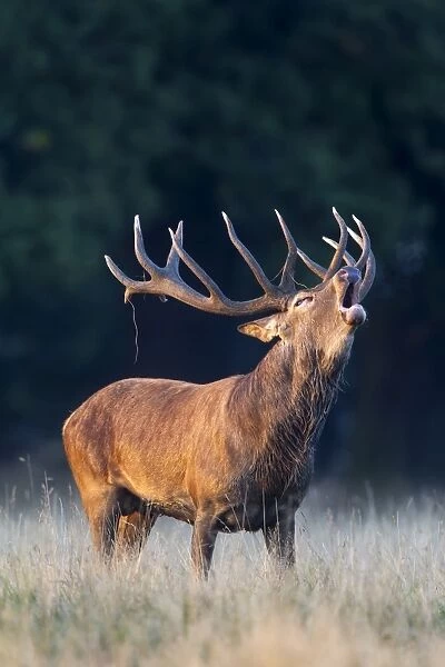 Red Deer -Cervus elaphus-, roaring stag, rut, Klampenborg, Copenhagen, Denmark