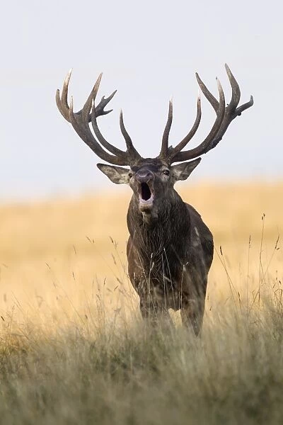 Red Deer -Cervus elaphus-, roaring stag, rut, Klampenborg, Copenhagen, Denmark