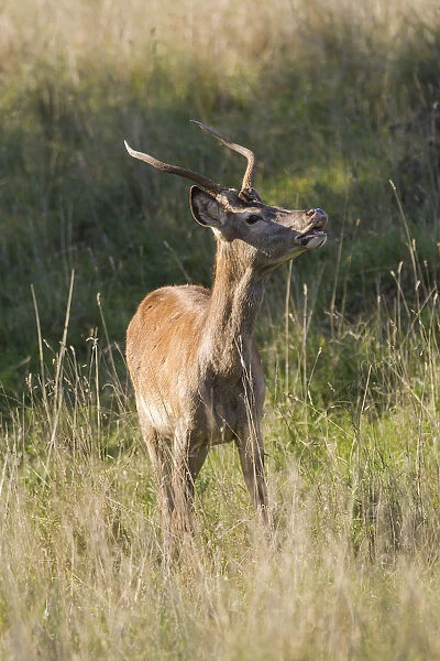 Red Deer -Cervus elaphus-, spike, Copenhagen, Denmark