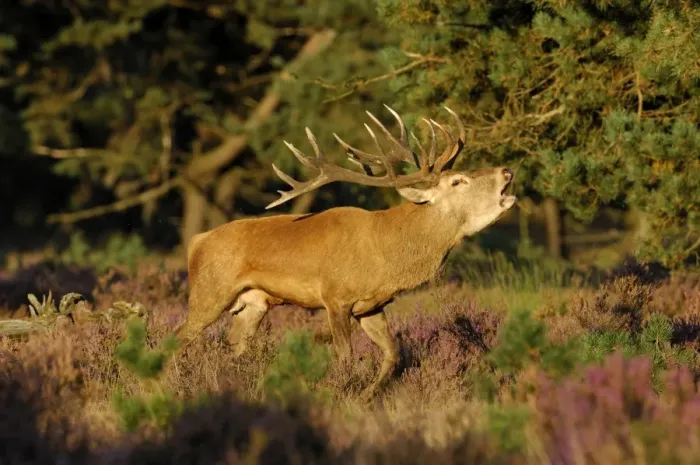 Framed Print : Red Deer -Cervus elaphus- stag, or royal stag, in heathland, in the evening light, Hoge Veluwe, The Netherlands Framed Print : Red Deer -Cervus elaphus- stag, or royal stag, in heathland, in the evening light, Hoge Veluwe, The Netherlands