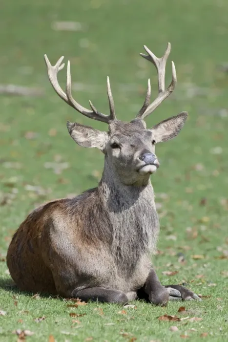 Framed Print : Red Deer (Cervus elaphus) stag Framed Print : Red Deer (Cervus elaphus) stag