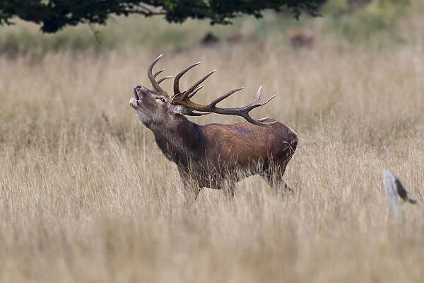Red Deer -Cervus elaphus-, stag, Copenhagen, Denmark