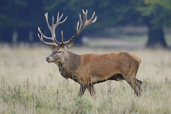 Red Deer -Cervus elaphus-, stag, Denmark