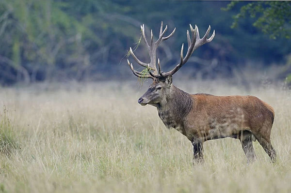 Red Deer -Cervus elaphus-, stag, Denmark