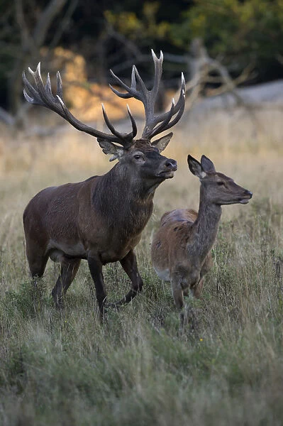 Red Deer -Cervus elaphus-, stag and doe, Copenhagen, Denmark