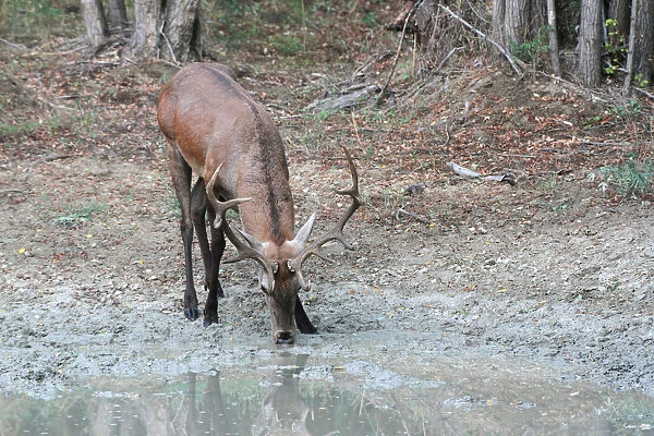 Red Deer -Cervus elaphus-, stag drinking at a waterhole, Hungary