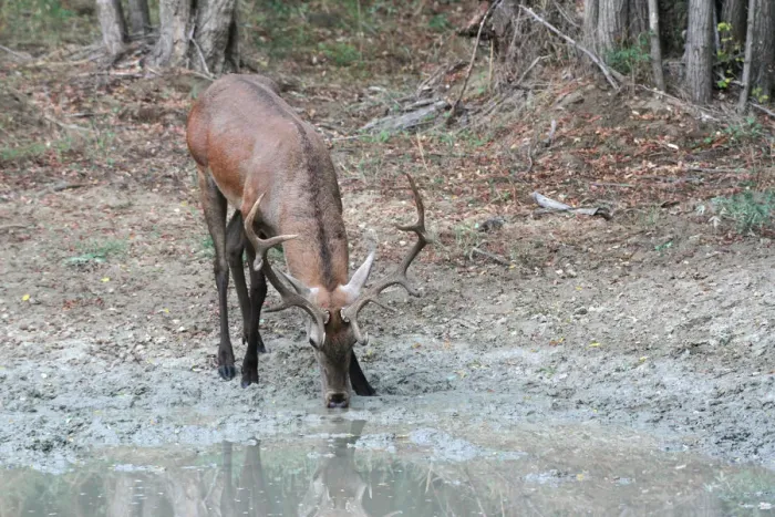 Framed Print : Red Deer -Cervus elaphus-, stag drinking at a waterhole, Hungary Framed Print : Red Deer -Cervus elaphus-, stag drinking at a waterhole, Hungary