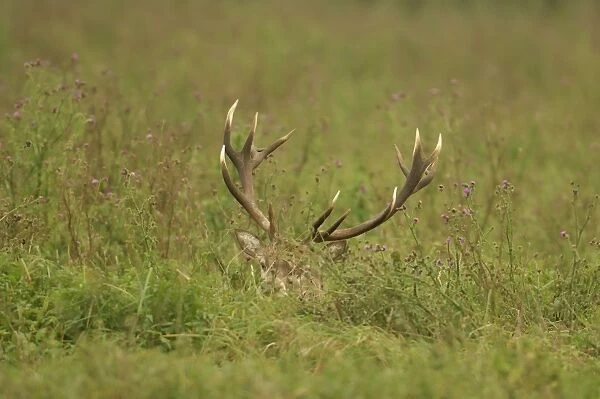 Red Deer -Cervus elaphus-, stag hiding in tall grass, Oostvaardersplassen, The Netherlands
