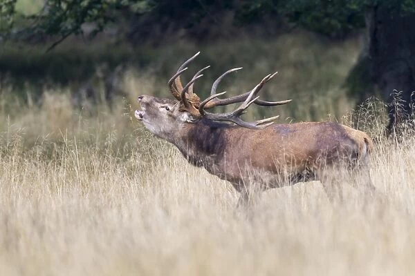Red Deer -Cervus elaphus-, stag, Klampenborg, Copenhagen, Denmark