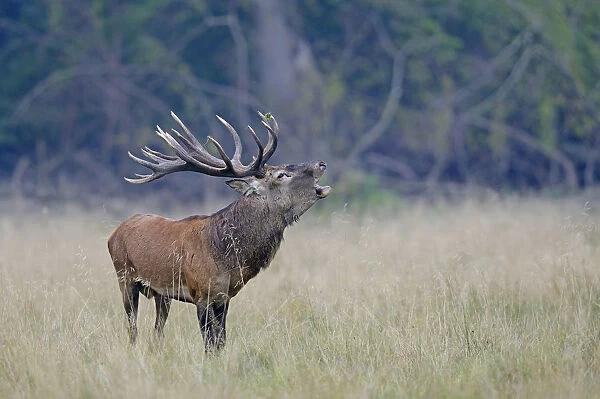Red Deer -Cervus elaphus-, stag roaring, Jaegersborg, Copenhagen, Denmark