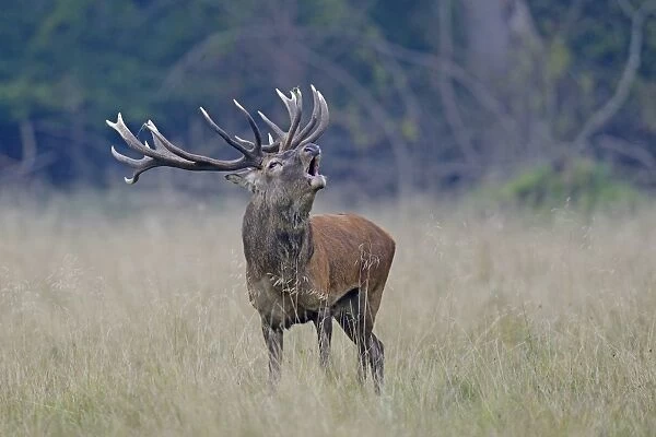 Red Deer -Cervus elaphus-, stag roaring, Jaegersborg, Copenhagen, Denmark