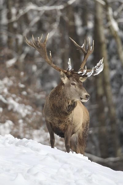 Red deer -Cervus elaphus-, stag, in the snow, Allgau, Swabia, Bavaria, Germany