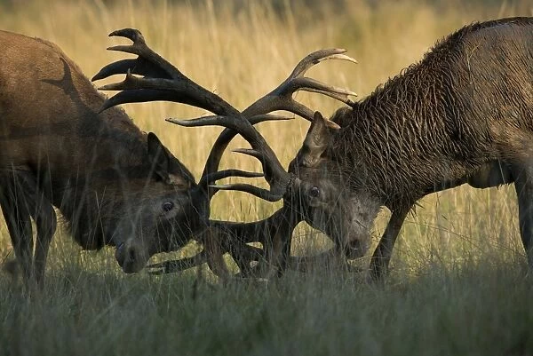 Red Deer -Cervus elaphus-, stags fighting, Copenhagen, Denmark