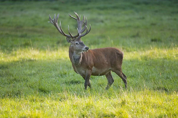 Red Deer -Cervus elaphus- standing on a meadow, captive, Bavaria, Germany