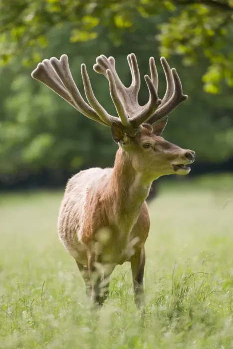 Framed Print : Red Deer -Cervus elaphus- with velvet antler, captive, Bavaria, Germany Framed Print : Red Deer -Cervus elaphus- with velvet antler, captive, Bavaria, Germany