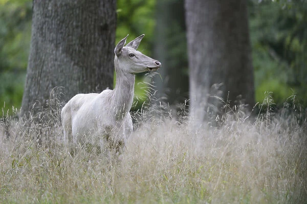 Red Deer -Cervus elaphus-, white, Denmark
