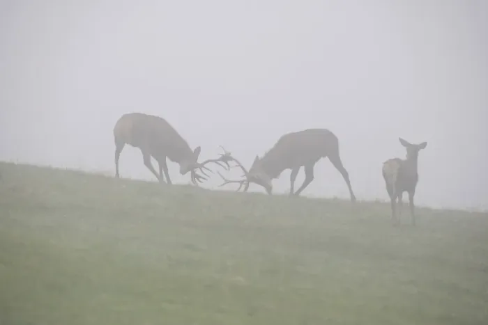 Framed Print : Red deer (Cervus elaphus), young stags playfully fighting in fog during rutting season Framed Print : Red deer (Cervus elaphus), young stags playfully fighting in fog during rutting season